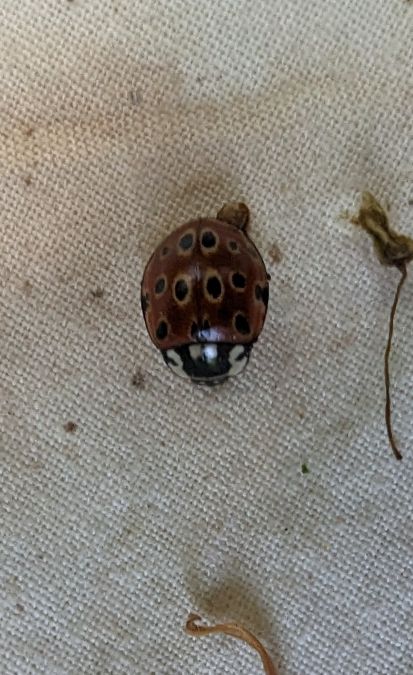 Anatis ocellata 