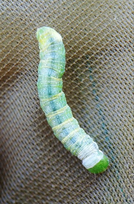 Agrochola lychnidis 