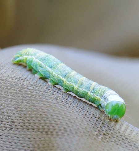 Agrochola lychnidis 