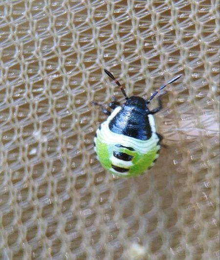 Palomena prasina 