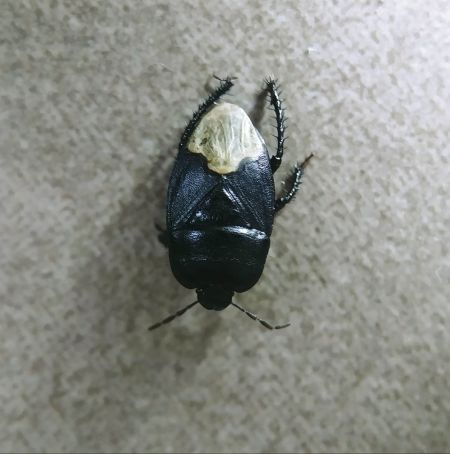 Cydnus aterrimus 