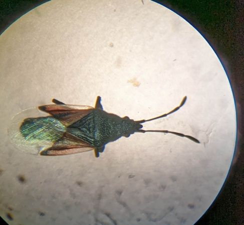 Oxycarenus lavaterae 