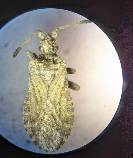 Arenocoris waltlii 