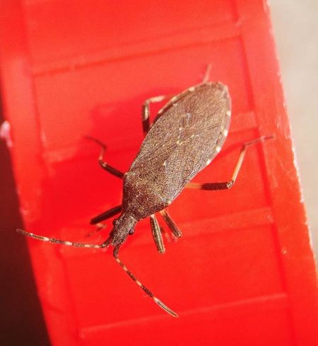 Dicranocephalus medius 
