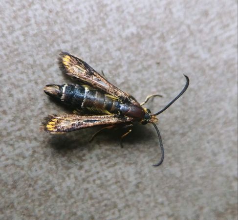 Chamaesphecia empiformis 