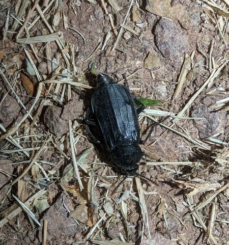 Necrodes littoralis 