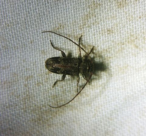 Exocentrus adspersus 