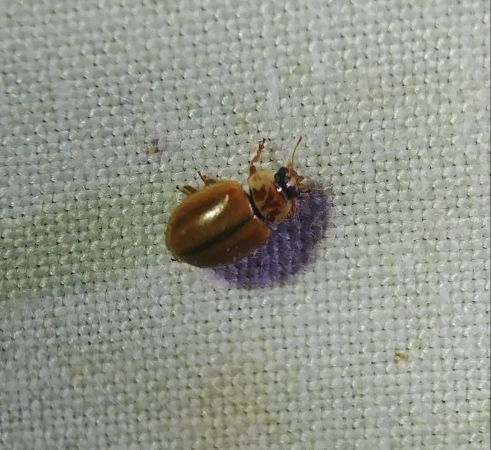 Aphidecta obliterata 