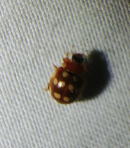 Coccinelle à 14 points 