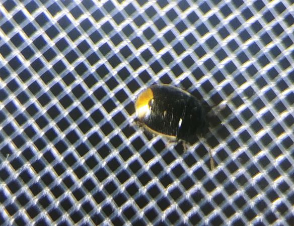 Legnotus limbosus 