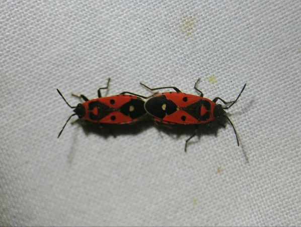 Melanocoryphus albomaculatus 