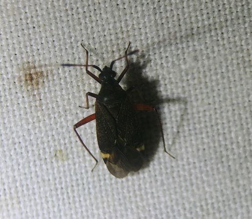 Closterotomus biclavatus 