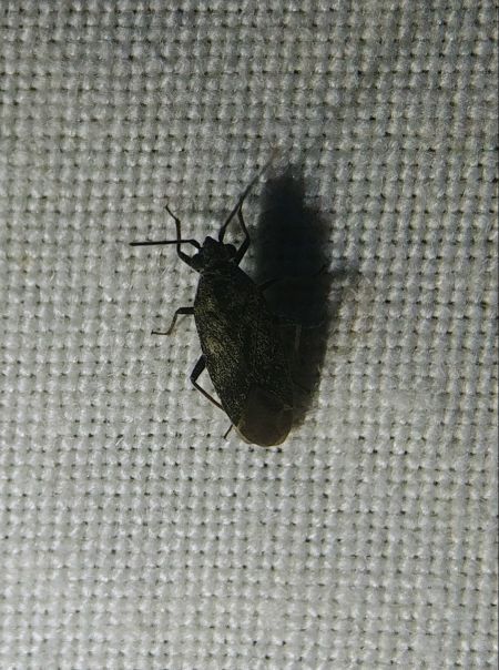 Heterocordylus tibialis 