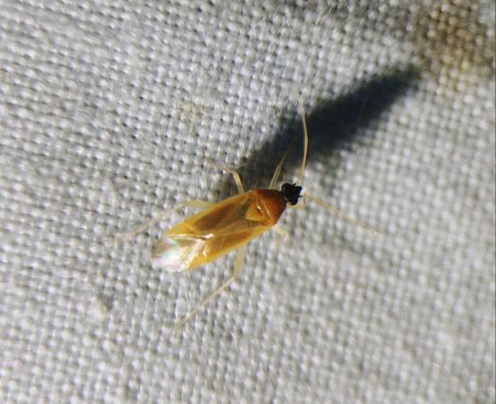 Phylus melanocephalus 