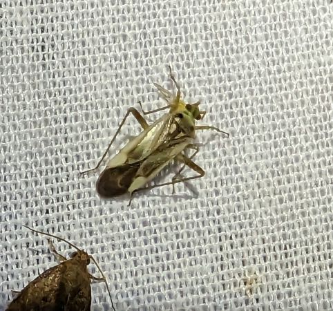 Adelphocoris lineolatus 