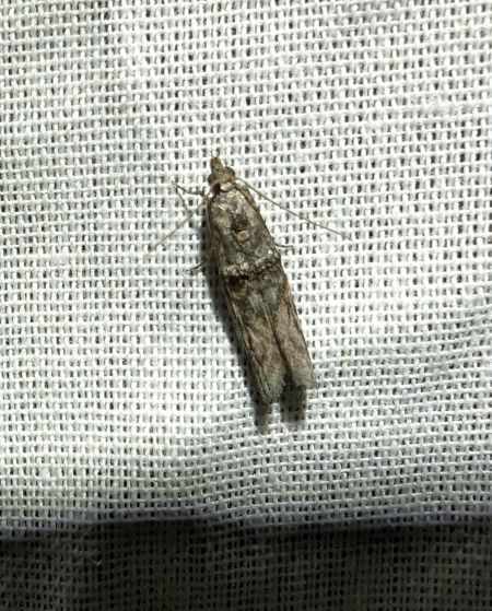 Nephopterix angustella 