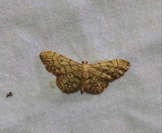 Idaea moniliata 