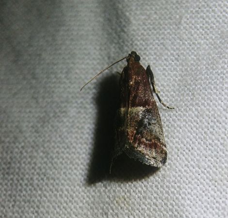 Acrobasis marmorea 