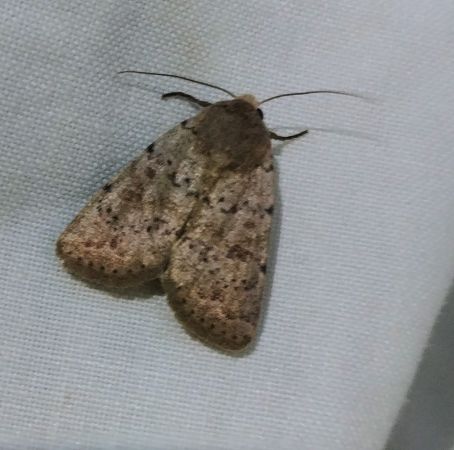 Hoplodrina respersa 