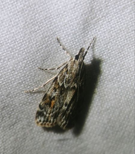 Eudorée des vergers 