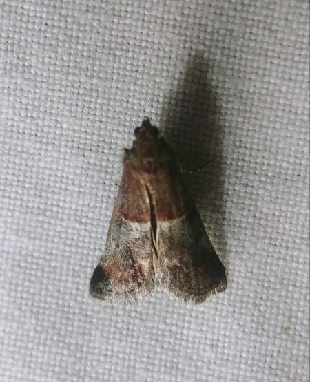 Acrobasis marmorea 