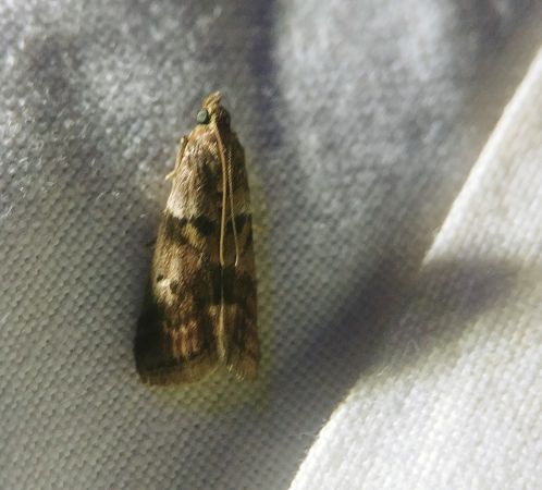 Phycita roborella 