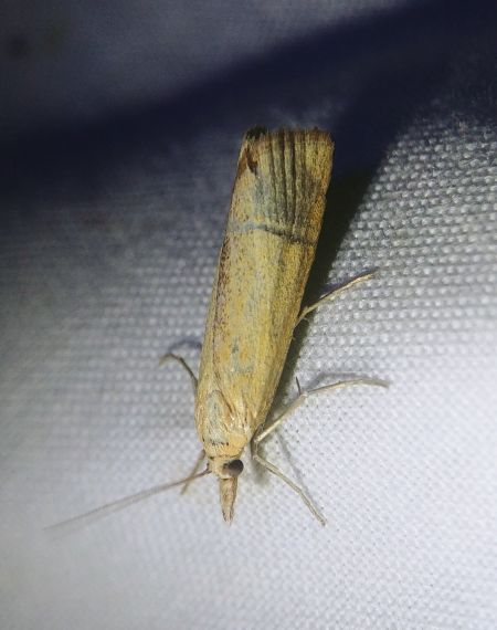 Xanthocrambus saxonellus 
