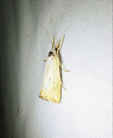 Xanthocrambus saxonellus 