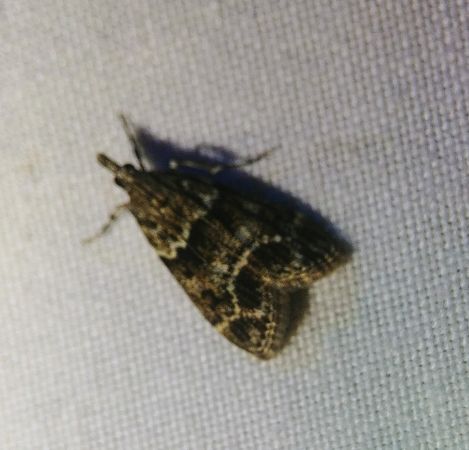Eudonia mercurella 