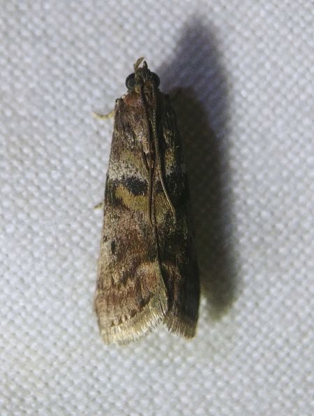 Phycita roborella 
