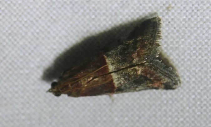 Acrobasis marmorea 