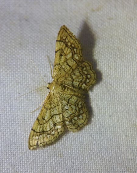 Idaea moniliata 