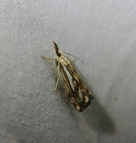 Catoptria falsella 
