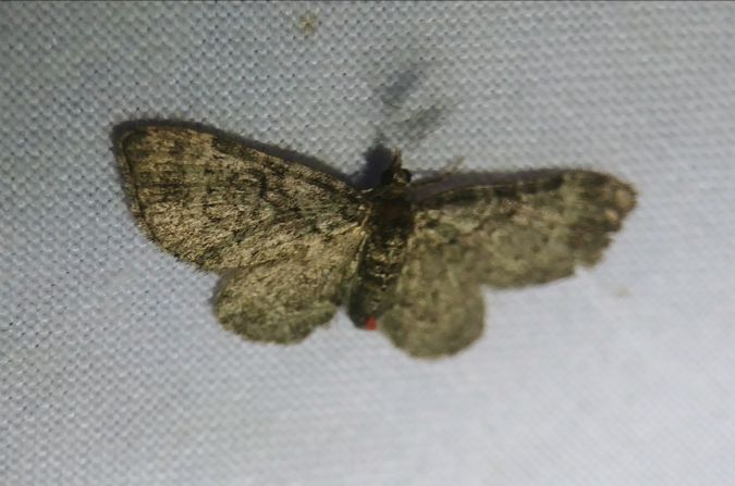 Pasiphila chloerata 