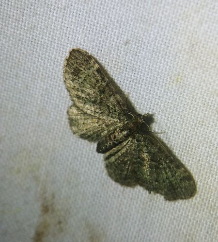 Pasiphila chloerata 