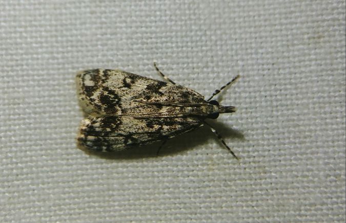 Eudonia lacustrata 