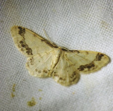 Idaea trigeminata 