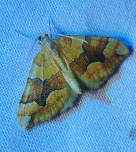 Cidaria fulvata 