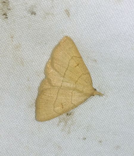 Paracolax tristalis 