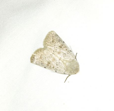 Hoplodrina respersa 