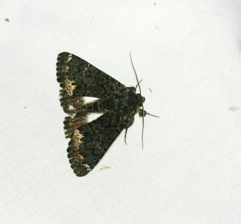 Catephia alchymista 