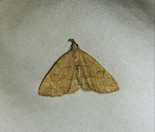 Pechipogo strigilata 
