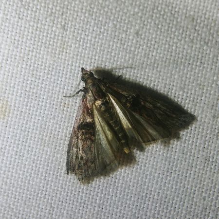 Nephopterix angustella 