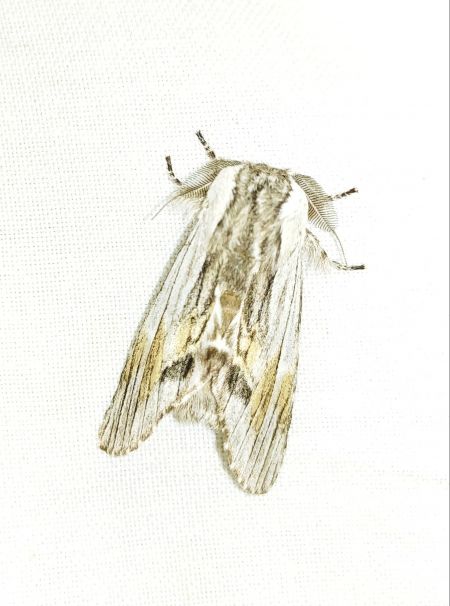 Notodonte de Milhauser 