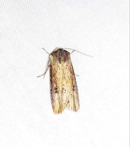 Noctuelle putride 