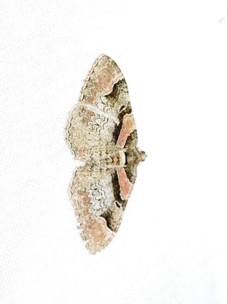 Catarhoe rubidata 
