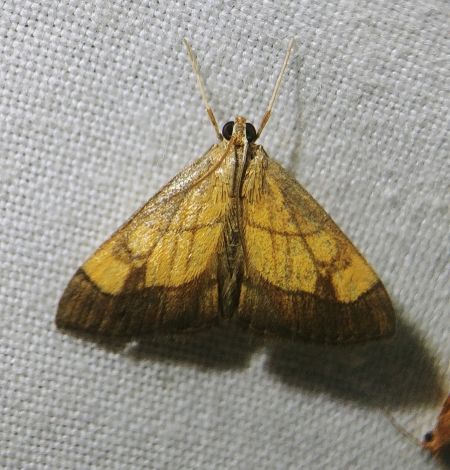 Evergestis limbata 