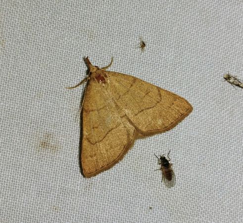 Paracolax tristalis 