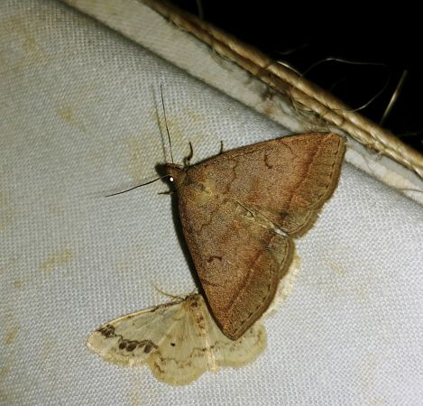 Zanclognatha lunalis 