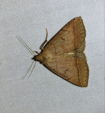 Zanclognatha lunalis 